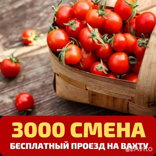 Сборщик овощей в теплице, вахта. Выезд бесплатный