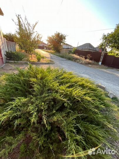 Можжевельник