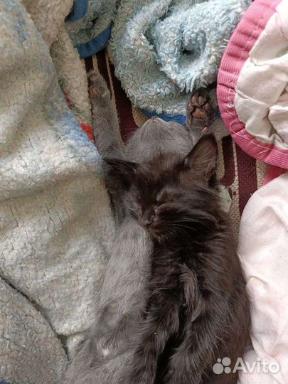 Котята в добрые руки бесплатно