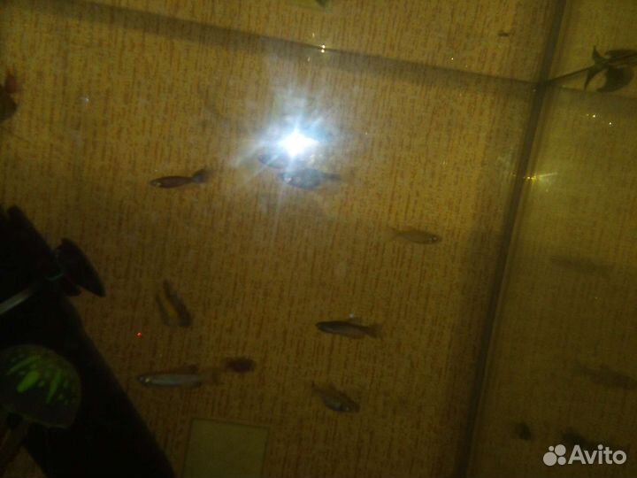 Набор рыбки