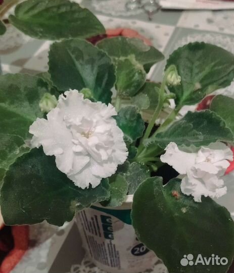 Фиалки продажа