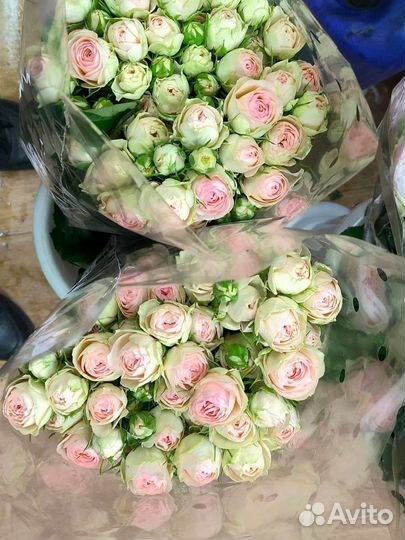 Розы Кустовые/Пионовидные Голландия