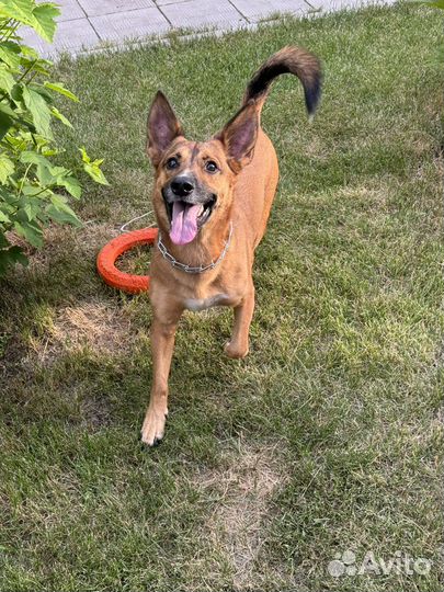 Ник ищет дом