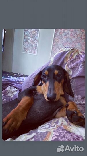 Такса на вязку