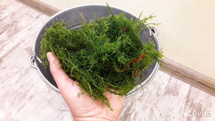 Валлиснерия гигантская и др аквариумные растения