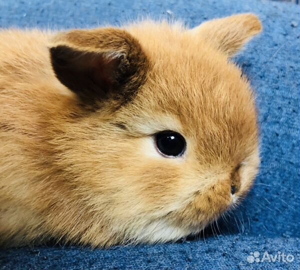 Декоративные вислоухие кролики