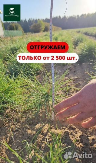 Сеянцы ели окс от производителя