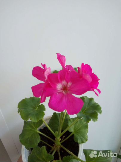 Пеларгония герань