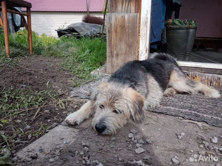 Буду вам другом