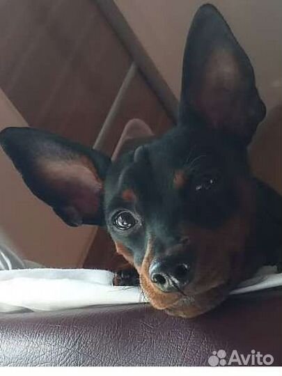 Цвергпинчер