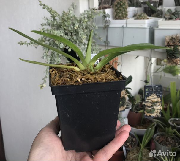 Орхидея башмачок Paphiopedilum