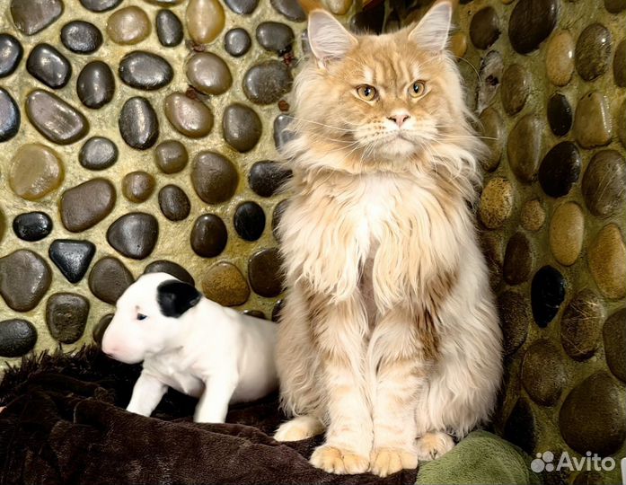 Миниатюрный бультерьер щенки
