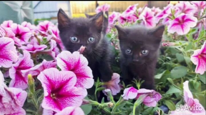 Чудесные котятки