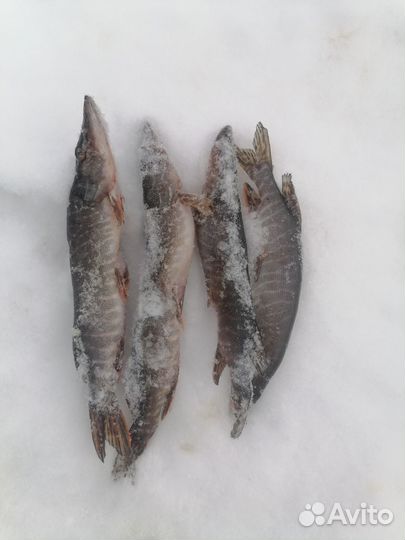 Свежая рыба щука