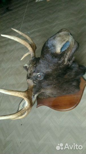 Чучело голова лося