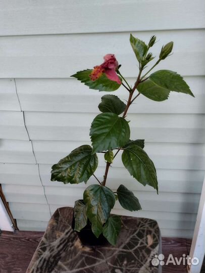 Гибискус китайская роза