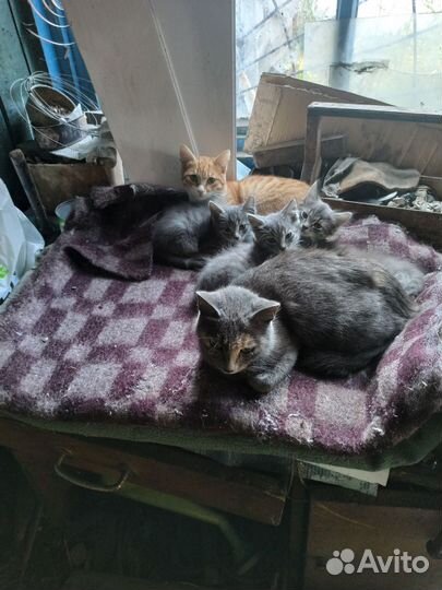 Котята в добрые руки бесплатно