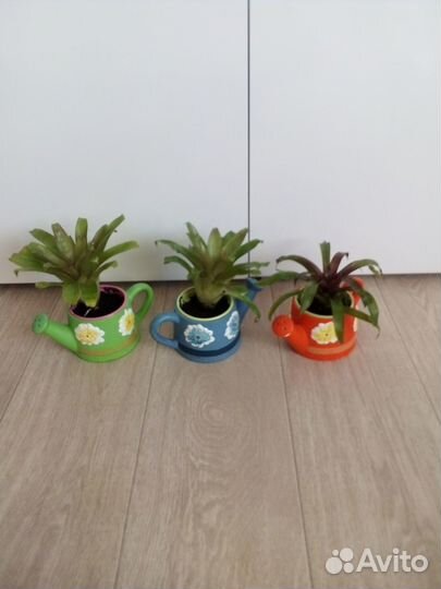 Орхидея мини,гузмания,брамелия, орхидея цимбидиум