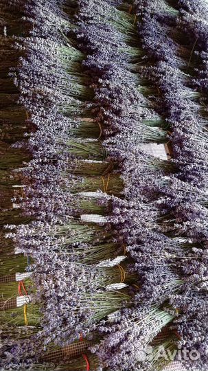 Лаванда