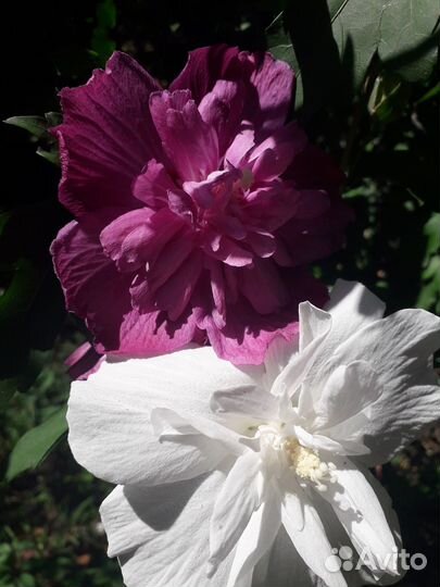 Сортовые гибискусы