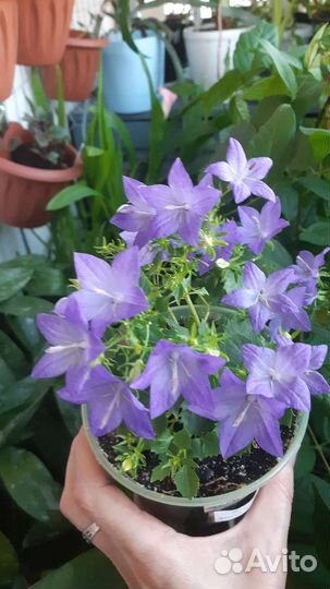 Кампанула Наполи