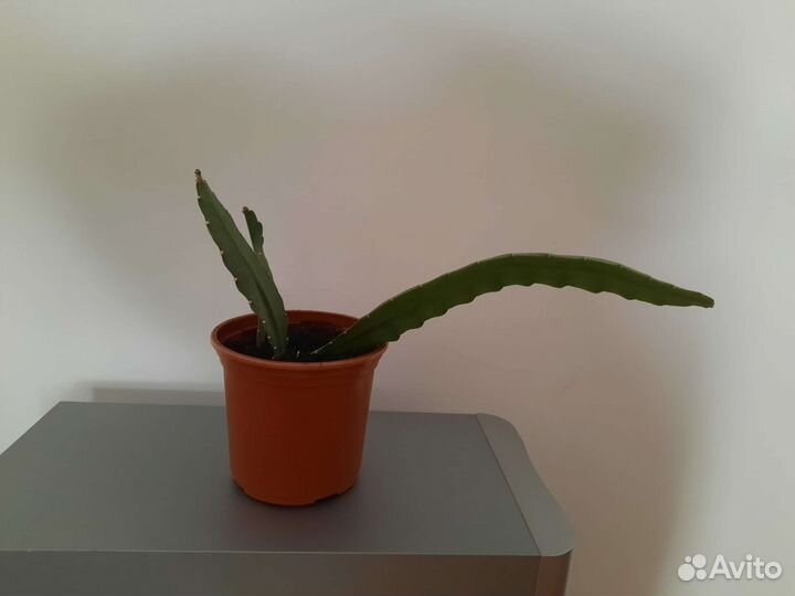 Комнатные растения черенки и детки