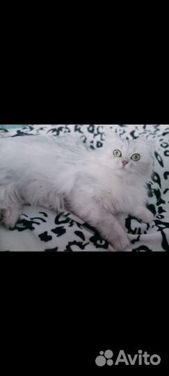 Кошка Британка