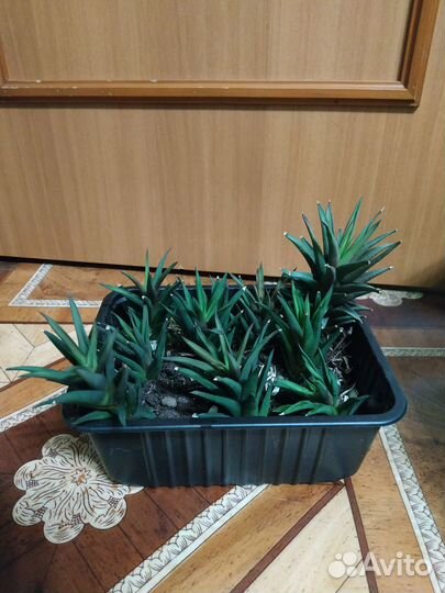 Продам комнатные цветы