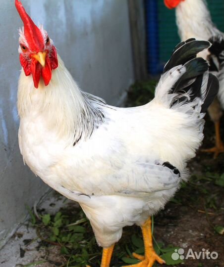 Цыплята суточные Билефельдер Адлерская Дворяне др