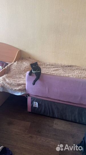 Потерялась кошка