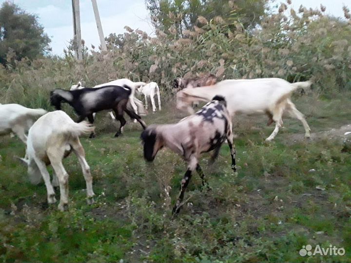 Козье молоко