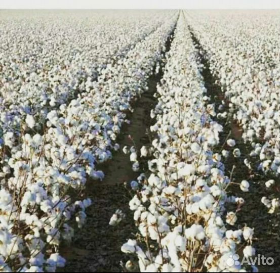 Хлопок