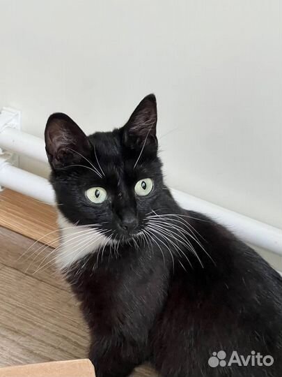 Кошки в добрые руки