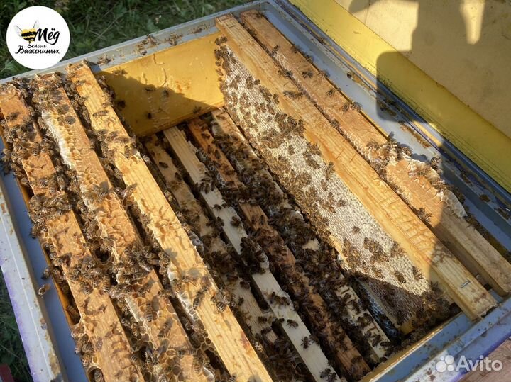 Мед натуральный 2023г с доставкой