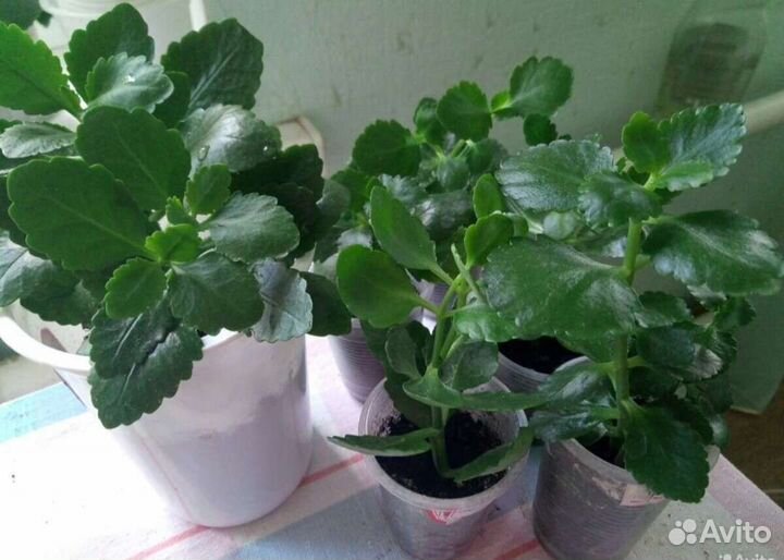 Комнатные цветы каланхоэ