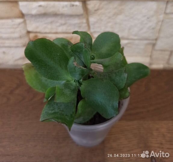 Толстянка (лист волнистый)