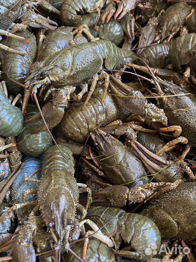 Раки живые всех категорий. Очень вкусные