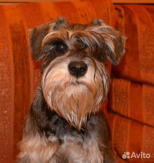 Девочка ищем мальчика