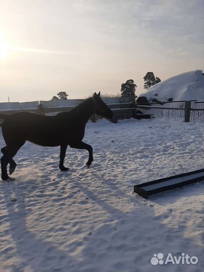 Американский рысистый