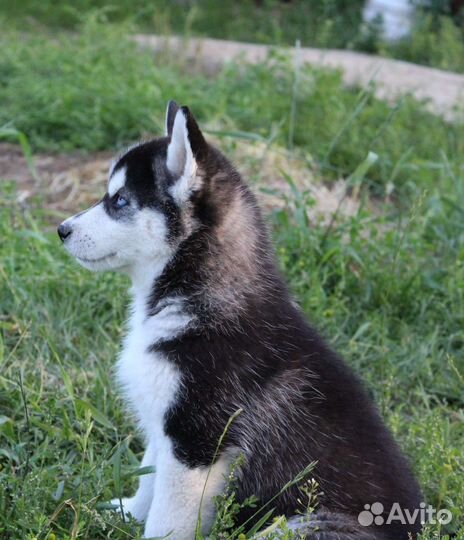 Щенки сибирской хаски