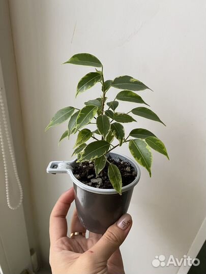 Фикус кинки