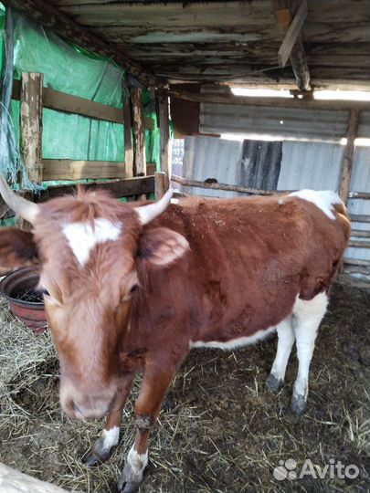 Коровы и телки