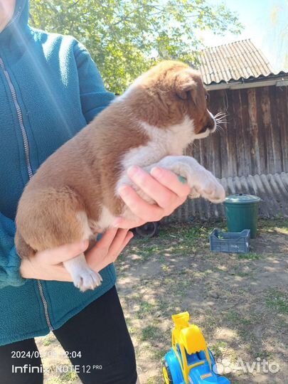 Джек Рассел терьер