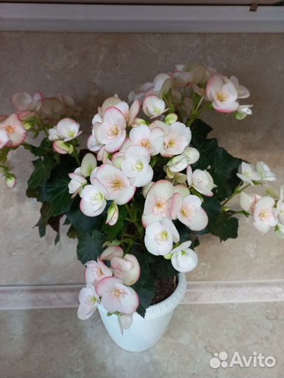 Стрептокарпус сорт луна, бегония элатиор