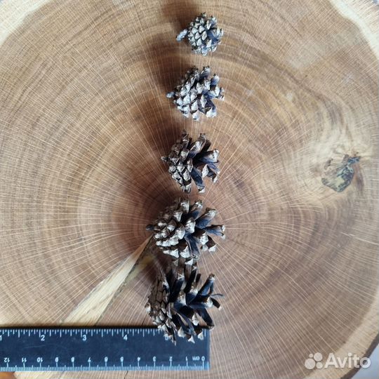 Шишки сосны/флористика/набор для поделок