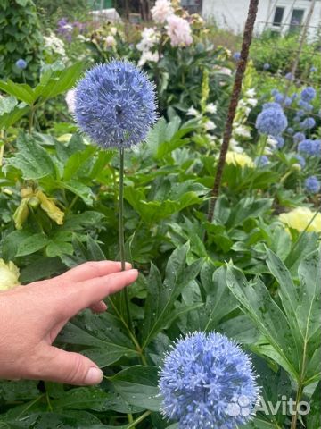 Садовые растения