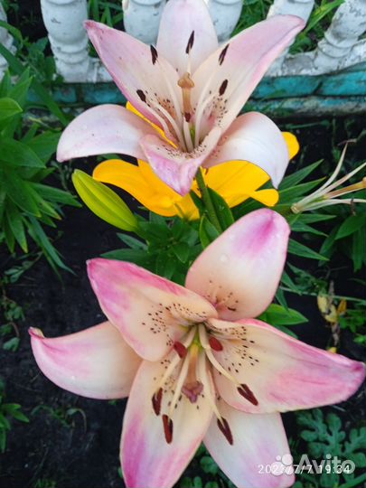 Лиии азиатские