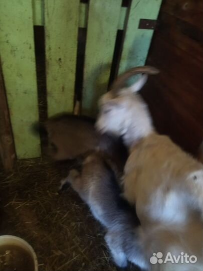 Козы дойные