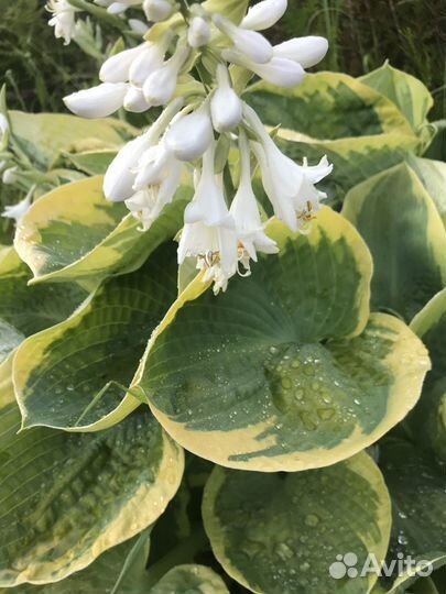 Хоста с желтой каймой