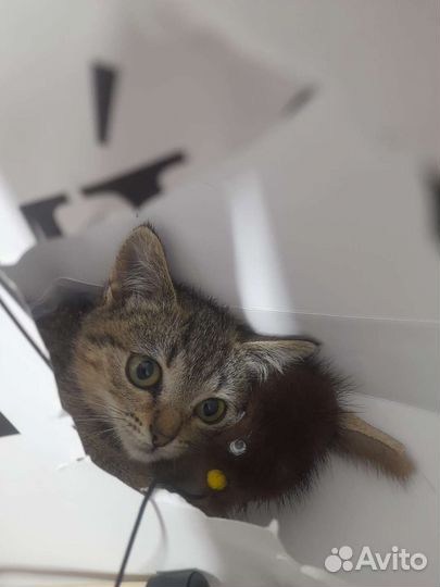 Кошечка в добрые руки